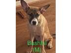 Adopt BASHFUL a Shepherd (Unknown Type) / Mixed dog in Lebanon, CT (41173426)