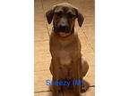 Adopt SNEEZY a Shepherd (Unknown Type) / Mixed dog in Lebanon, CT (41173427)