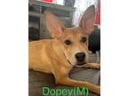 Adopt DOPEY a Shepherd (Unknown Type) / Mixed dog in Lebanon, CT (41173429)