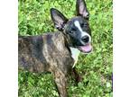 Adopt Trixie - Westport, MA a Brindle - with White Terrier (Unknown Type
