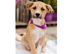 Adopt KEWANEE a Terrier (Unknown Type, Medium) / Beagle / Mixed dog in Lebanon