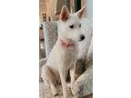 Adopt Salty a White Husky / Australian Cattle Dog / Mixed dog in Denver