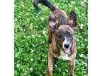 Adopt Pixie - Westport, MA a Brindle - with White Terrier (Unknown Type