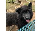 Adopt Priscilla - Cranston, RI a Black Aussiedoodle / Shepherd (Unknown Type) /