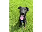 Adopt Rocket a Black Labrador Retriever / Mixed dog in Brunswick, OH (41468801)
