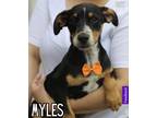 Adopt Myles - Waltham, MA a Black - with Tan, Yellow or Fawn Australian Cattle