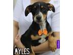 Adopt Myles - Johnston, RI a Black - with Tan, Yellow or Fawn Australian Cattle