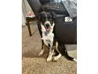 Adopt Mason -Chepachet, RI a Black - with White Blue Heeler / Australian