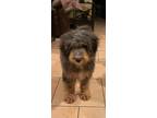 Adopt Chaz a Black - with Tan, Yellow or Fawn Bernedoodle / Mixed dog in