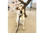 Adopt Sasha a Tan/Yellow/Fawn Golden Retriever / Labrador Retriever / Mixed dog