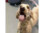 Adopt Dallas a Goldendoodle / Mixed dog in Des Moines, IA (41468661)