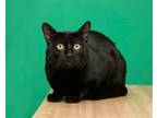 Adopt Chip a All Black Domestic Shorthair / Mixed (short coat) cat in Parma