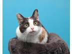 Adopt Kandice a Calico or Dilute Calico Domestic Shorthair / Mixed (short coat)