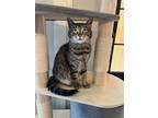 Adopt Juno a Brown Tabby Tabby (short coat) cat in West Newton, PA (41468652)