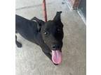 Adopt Bruce a Labrador Retriever / Mixed dog in Sioux City, IA (41464379)