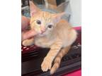 Adopt Chalupa a Orange or Red Domestic Shorthair cat in SAINT AUGUSTINE, FL
