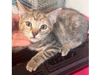 Adopt Salsa a Brown Tabby Domestic Shorthair cat in SAINT AUGUSTINE, FL