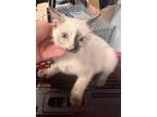 Adopt Queso a White Domestic Shorthair cat in SAINT AUGUSTINE, FL, FL (41468777)