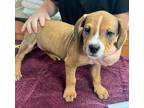 Adopt Bernard a Gray/Blue/Silver/Salt & Pepper Beagle / Labrador Retriever dog