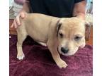 Adopt Ash a Gray/Blue/Silver/Salt & Pepper Beagle / Labrador Retriever dog in