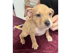 Adopt Star a Gray/Blue/Silver/Salt & Pepper Beagle / Labrador Retriever dog in