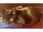 Adopt Sammie a All Black Domestic Shorthair cat in SAINT AUGUSTINE, FL
