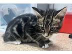 Adopt Cisco a Brown Tabby Domestic Shorthair cat in SAINT AUGUSTINE, FL
