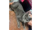 Adopt Sammy a Gray or Blue Domestic Shorthair (short coat) cat in SAINT