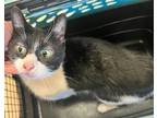 Adopt Asteria a All Black Domestic Shorthair cat in SAINT AUGUSTINE, FL