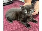 Adopt Liberty a All Black Domestic Shorthair cat in SAINT AUGUSTINE, FL