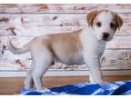 Adopt Apollo a Mixed Breed (Medium) / Mixed dog in Mesa, AZ (41458284)