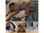 Adopt Leia a Catahoula Leopard Dog / Mixed dog in Mesa, AZ (41467587)