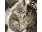 Adopt a Gray, Blue or Silver Tabby Domestic Shorthair / Mixed (short coat) cat