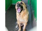 Adopt Hei Hei a Tan/Yellow/Fawn - with Black German Shepherd Dog / Mixed dog in