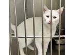 Adopt Rarity a White Domestic Shorthair / Mixed (short coat) cat in Redding