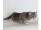 Adopt Tallulah a White (Mostly) Domestic Mediumhair / Mixed (medium coat) cat in