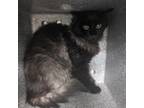 Adopt Mazikeen a Gray or Blue (Mostly) Domestic Mediumhair / Mixed (long coat)