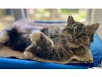 Adopt Fin a Brown Tabby Domestic Longhair (long coat) cat in Ashland