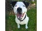 Adopt Waylon a White - with Black Pit Bull Terrier / Border Collie / Mixed dog