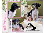 Adopt Delta a White - with Black Havanese / Poodle (Miniature) / Mixed dog in