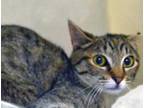 Adopt a All Black Domestic Shorthair cat in Wildomar, CA (41468698)
