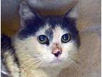 Adopt a White Domestic Mediumhair cat in Wildomar, CA (41468697)