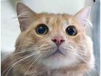 Adopt a Tan or Fawn Domestic Mediumhair cat in Wildomar, CA (41468696)