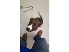 Adopt Lisa a American Pit Bull Terrier / Mixed dog in Duncan, OK (41466337)