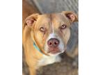 Adopt Kosmo a American Pit Bull Terrier / Mixed Breed (Medium) / Mixed dog in