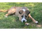 Adopt Whiskey a Mixed Breed (Medium) / Mixed dog in Benton, AR (41468694)