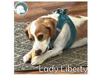Adopt Lady Liberty a Tan/Yellow/Fawn - with White Beagle / King Charles Spaniel