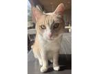 Adopt Horchata a Domestic Shorthair / Mixed (short coat) cat in Kingman