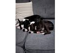 Adopt Barkley and Baxter a Black - with White Boston Terrier / Mixed dog in