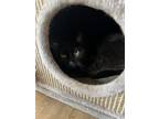 Adopt Dusk a All Black Domestic Shorthair (short coat) cat in West Newton